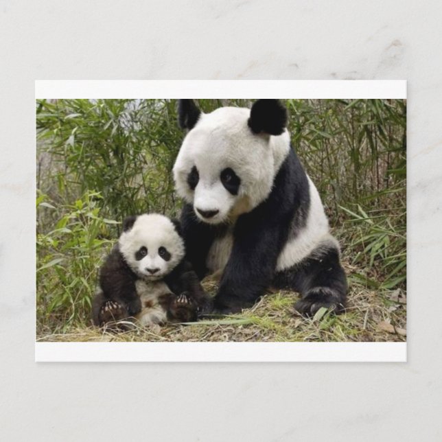 Cartão Postal Panda Mãe Com Seu Filhote (Frente)