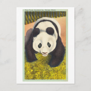 Cartão Postal Panda no Brookfield Zoo, Chicago, Vintage