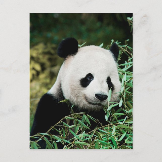 Cartão Postal Panda num arbusto (Frente)