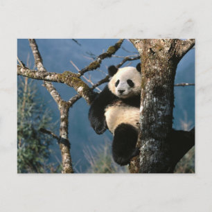 Cartão Postal Panda Para Cima De Uma Árvore