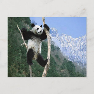 Cartão Postal Panda Presa Na Árvore