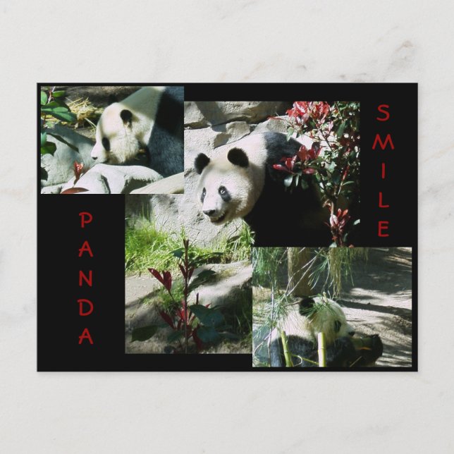 CARTÃO POSTAL PANDA SMILE (Frente)