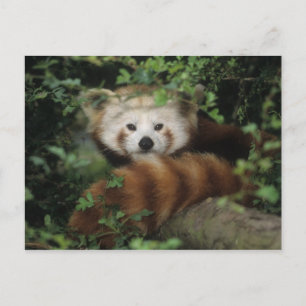 Cartão postal - Panda vermelha