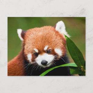 Cartão Postal Panda Vermelha