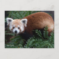 Panda vermelha de Smithsonian |