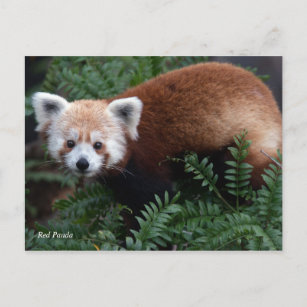 Cartão Postal Panda vermelha de Smithsonian  