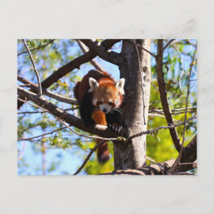Cartão Postal Panda Vermelha descendo árvore