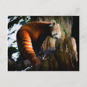Cartão Postal panda vermelha inquisitiva