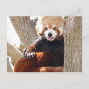 Cartão Postal panda vermelha sentado