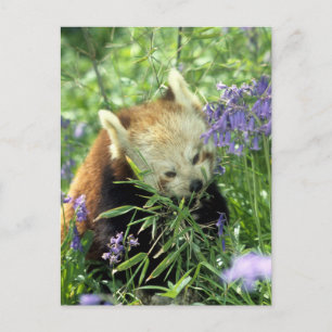 Cartão Postal Panda-vermelho