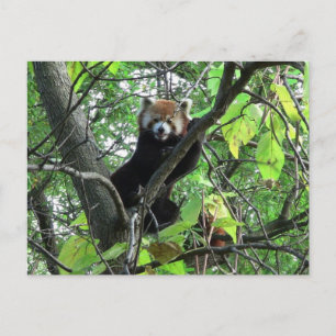 Cartão Postal Panda Vermelho