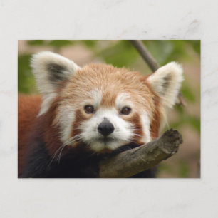 Cartão Postal panda vermelho-010