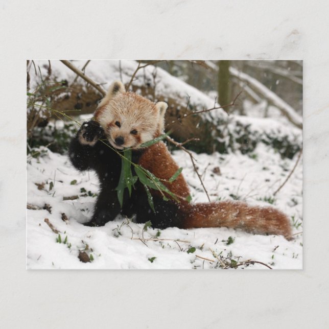 Cartão postal - Panda vermelho 2 (Frente)