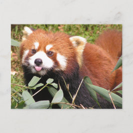 Cartão Postal Panda Vermelho Corajoso Come Bambu e Faz Careta Di