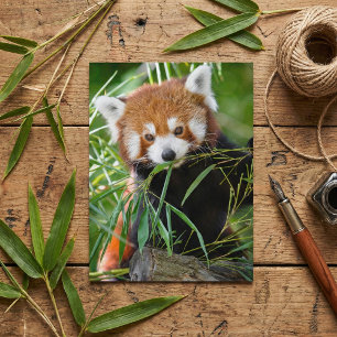 Cartão Postal Panda Vermelho em Êxtase no Bambu – Vida Selvagem