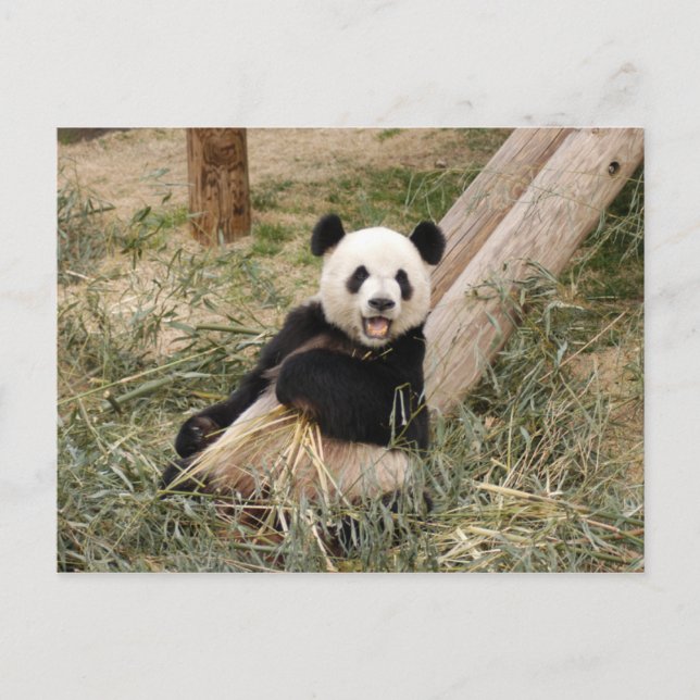Cartão Postal PandaM001 (Frente)
