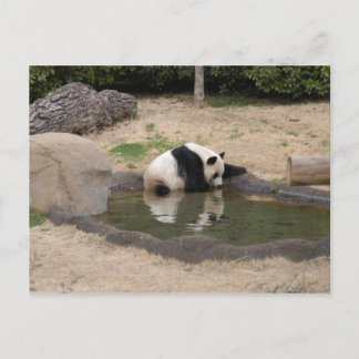 Cartão Postal PandaM007