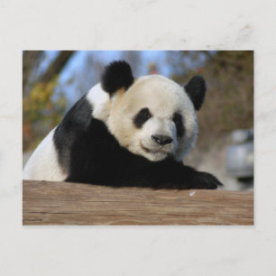 Cartão Postal PandaM011