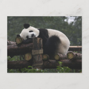 Cartão Postal Pandas gigantes na Proteção de Pandas Gigantes
