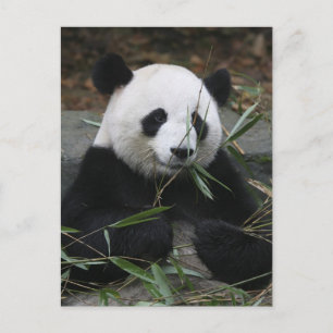 Cartão Postal Pandas gigantes no Giant Panda Protection &