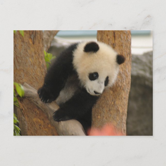 Cartão Postal PandaSD009 (Frente)