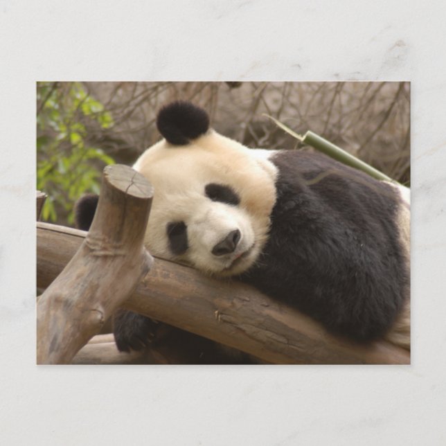 Cartão Postal PandaSD010 (Frente)