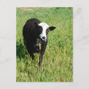 Cartão Postal Pandi