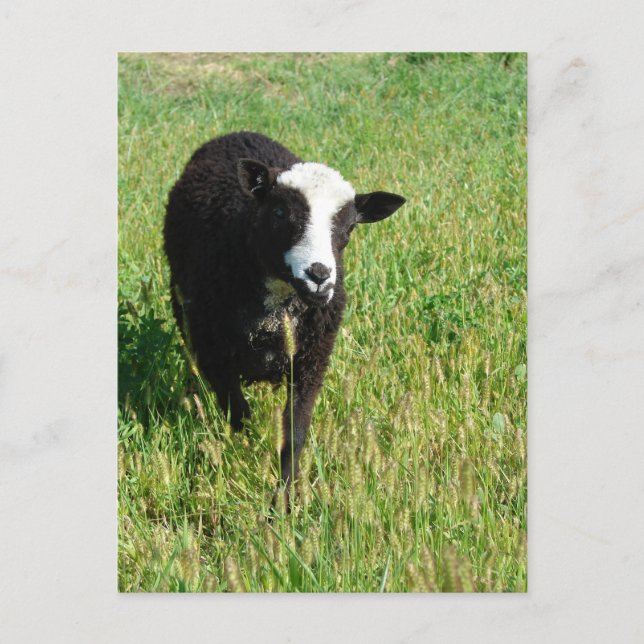 Cartão Postal Pandi (Frente)