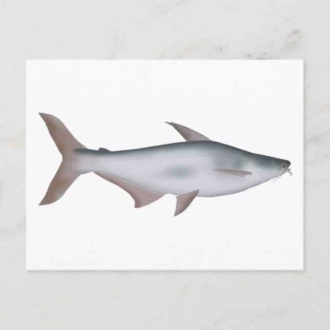 Cartão Postal Pangas Catfish (Frente)