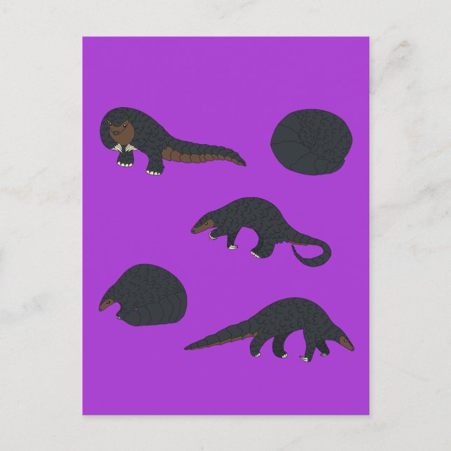 Cartão Postal Pangolins de barriga preta (Frente)