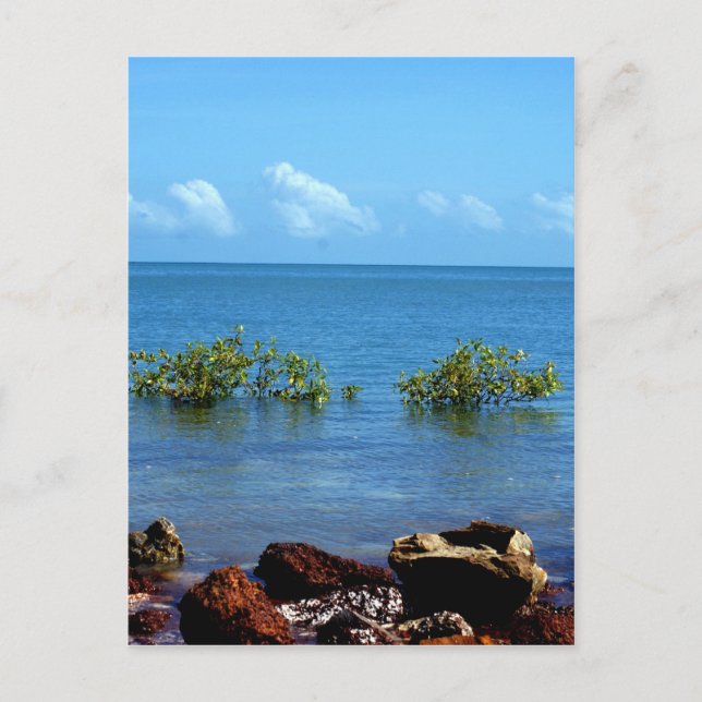 Cartão Postal Panorama de Água Darwin (Frente)