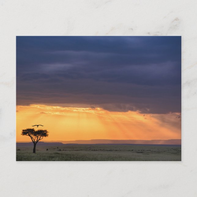 Cartão Postal Panoramic view of Vulture and acacia tree (Frente)