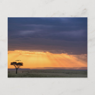 Cartão Postal Panoramic view of Vulture and acacia tree