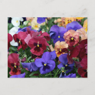 Cartão Postal Pansias multicolores