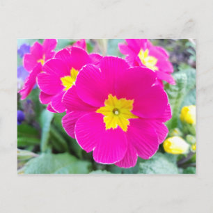 Cartão Postal Pansias Rosa no Cartão-postal do Parque