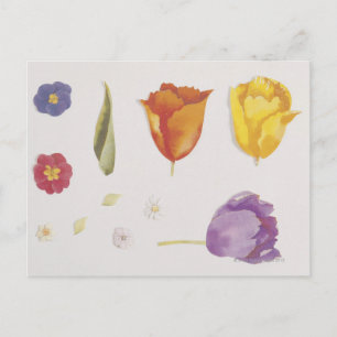 Cartão Postal Pansies e Tulipas