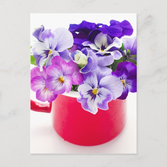 Cartão Postal pansor roxo (Frente)
