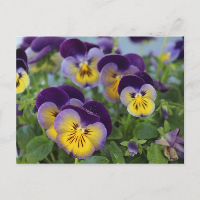 Cartão postal Pansy (Frente)