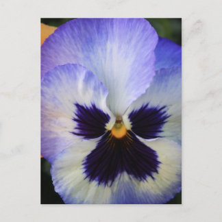 Cartão Postal Pansy