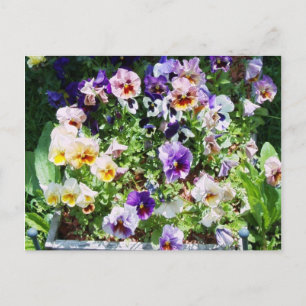 Cartão Postal Pansy Bed