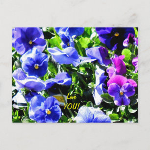 Cartão Postal Pansy do Home Depot
