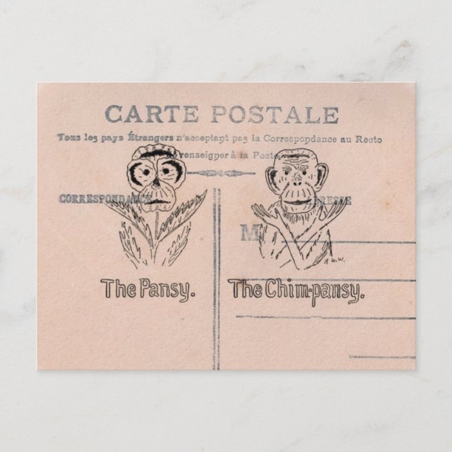 Cartão Postal Pansy e Chimp Humor (Frente)