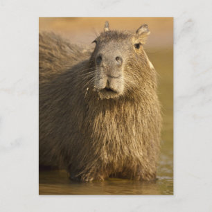 Cartão Postal Pantanal, Brasil, Capivara, Hydrochoerus