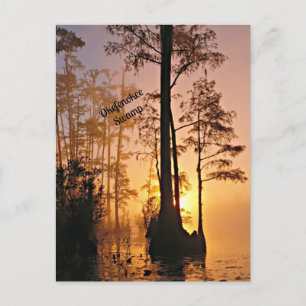 Cartão Postal Pântano de Okefenokee