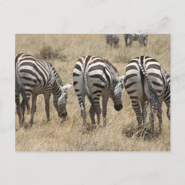 Cartão Postal pântanos-zebra (Frente)