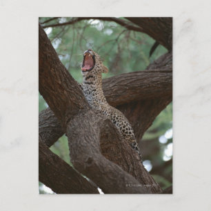 Cartão Postal Pantera