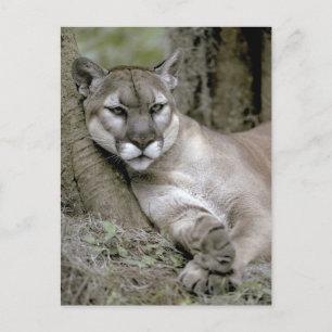 Cartão Postal pantera da Flórida, Felis concolor coryi,