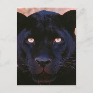 Cartão Postal Pantera Negra
