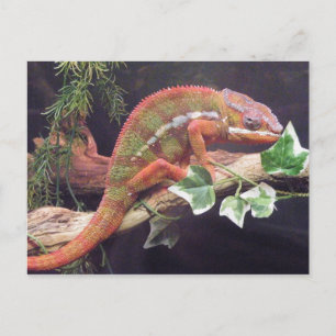Cartão Postal Panther Chameleon