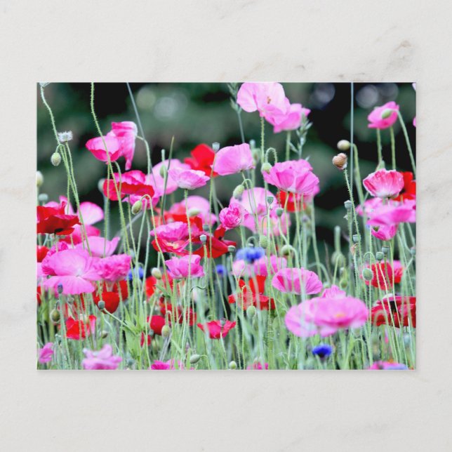 Cartão Postal Papagaias Vermelhas e Rosa (Frente)